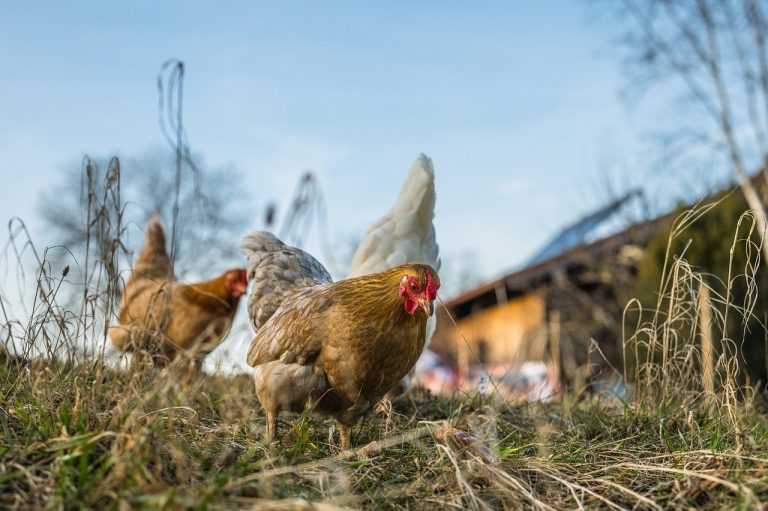7 races de poules qui résistent bien au froid